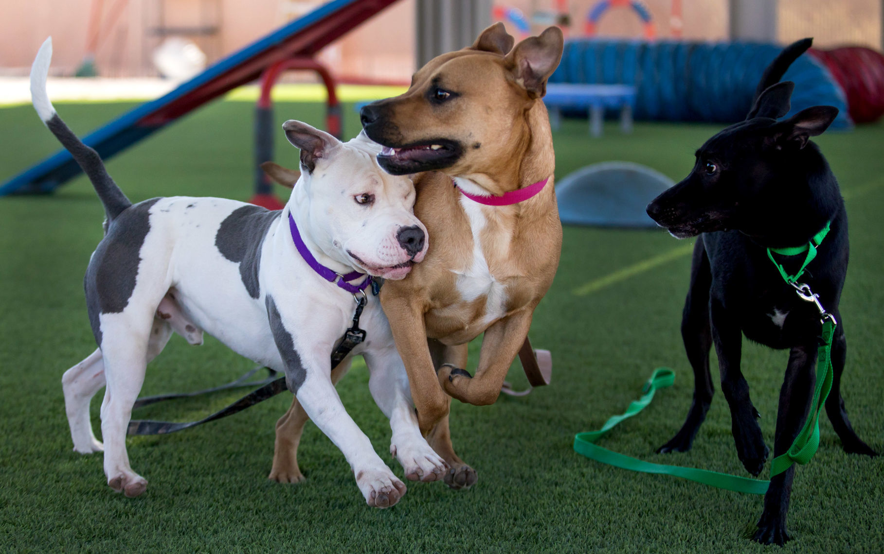 Humane Society Canine Behavior Team (copy)